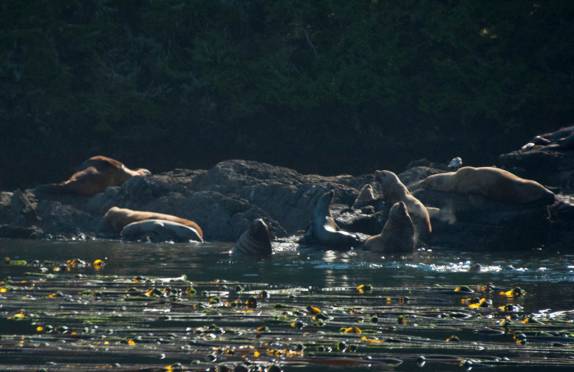 Steller Sea Lions, a maior espécie de leões-marinhos do mundopasseio de barco em Telegraph Cove, na Vancouver Island, na Columbia Britânica, costa oeste do Canadá